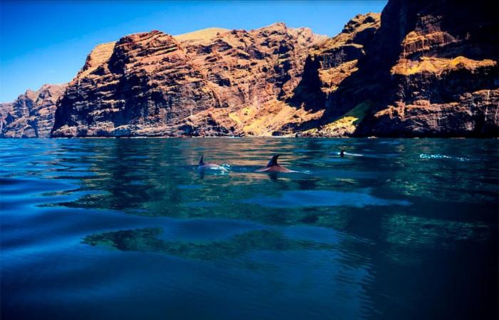 white paradise tenerife catamaran whale and dolphine listening tour