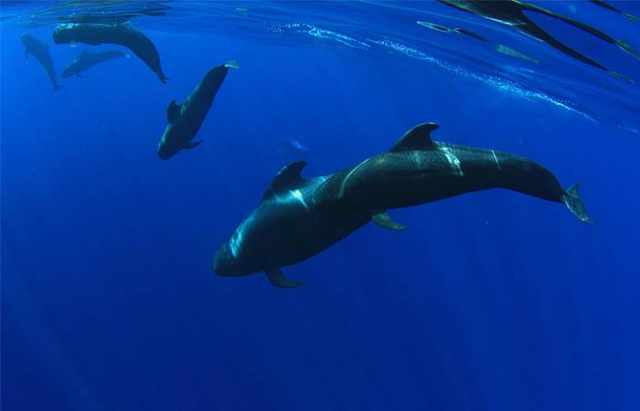 Whale and Dolphin Private Boat Trips in Tenerife South