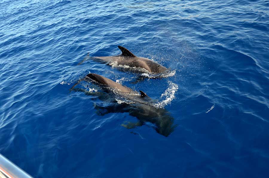  Pilot Whales (Scientific name: Globicephala macrorinchus)