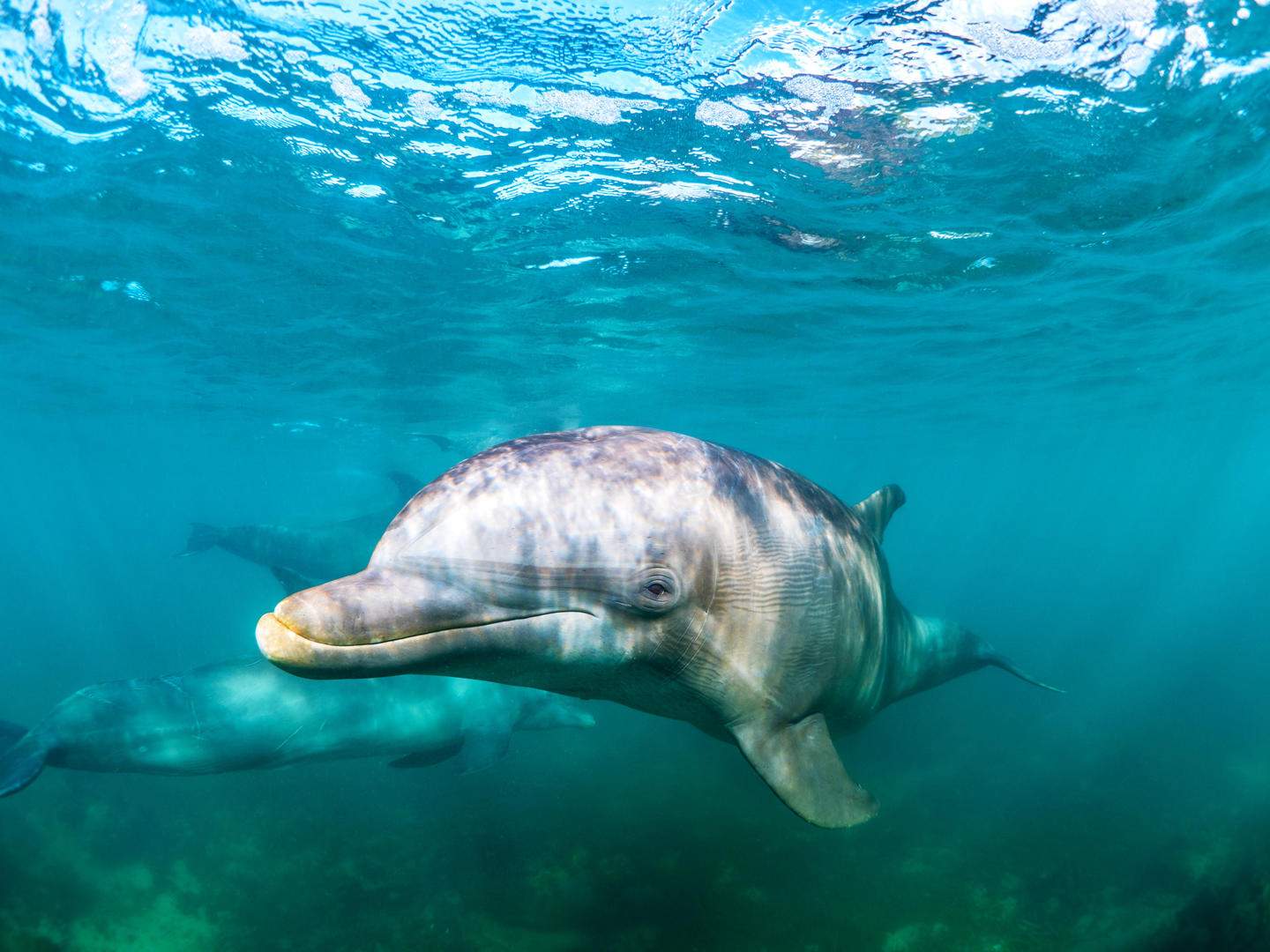 Meet the Bottlenose Dolphin (Scientific name: Tursiops truncatus)