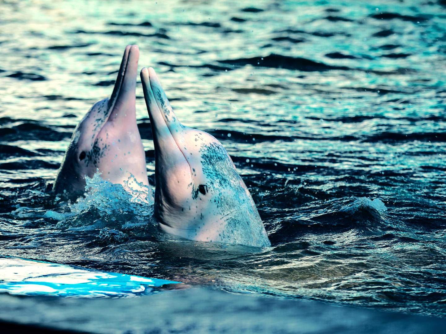 Full HD - Stenella frontalis - Delfín moteado atlántico -Atlantic spotted dolphin-b