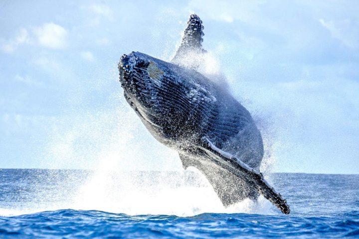 Full HD - humpback-whale-jumps-out-water-beautiful-jump-madagascar-tenerife