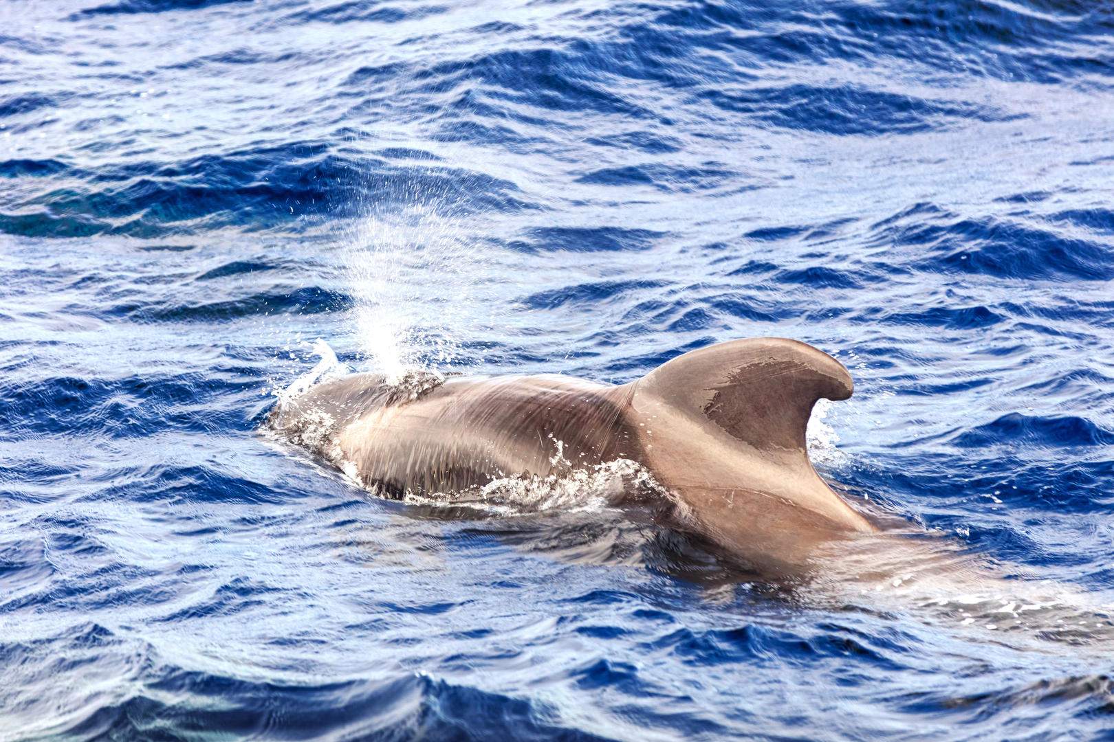 Full HD - pilot-whale-globicephala-melas-atlantic-ocean