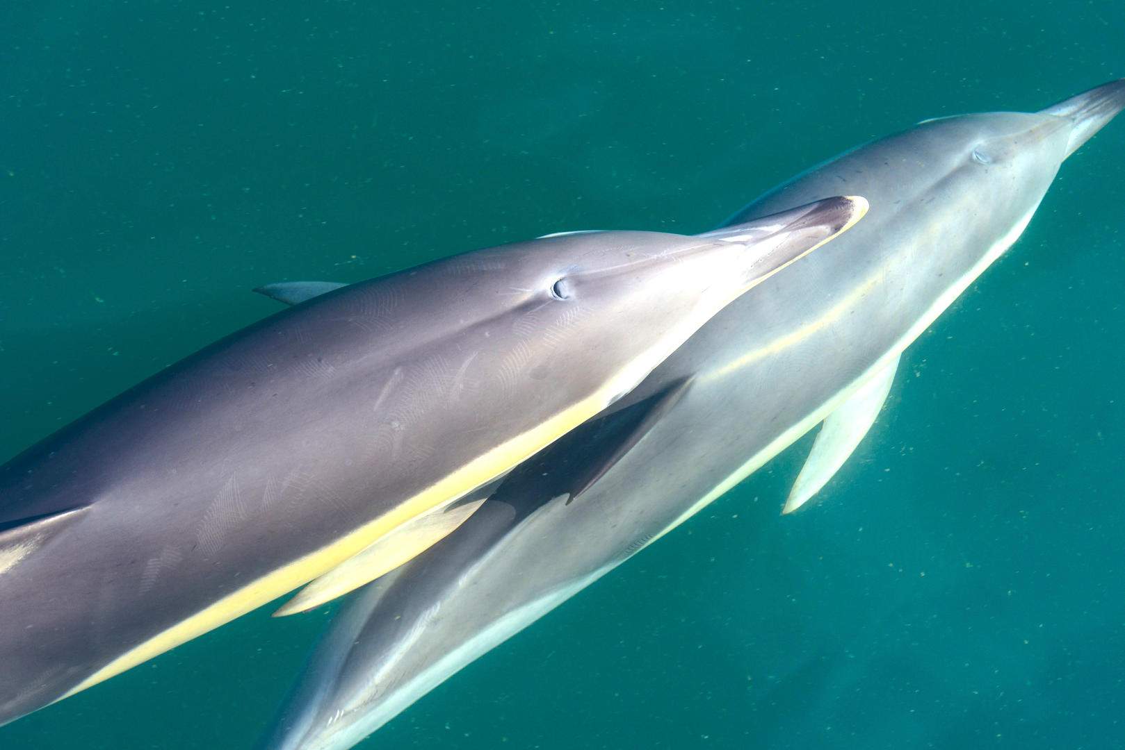 Dolphins at the coast of Costa Adeje viewed from a boat Trip