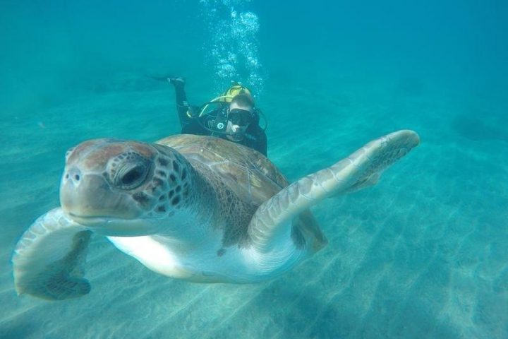 diving in tenerife south