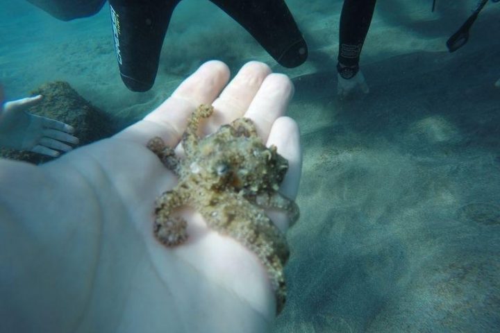 25 Min Try Dive in Tenerife - 1076  