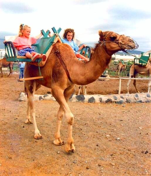 camel park in tenerife south