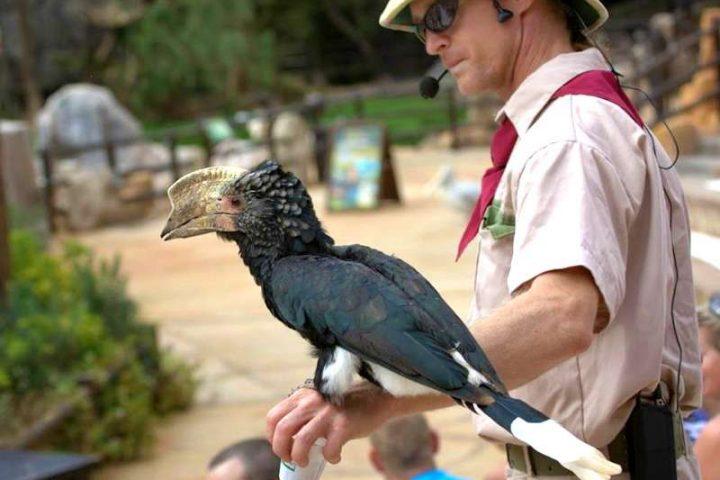 Jungle Park na jihu Tenerife - 11339  