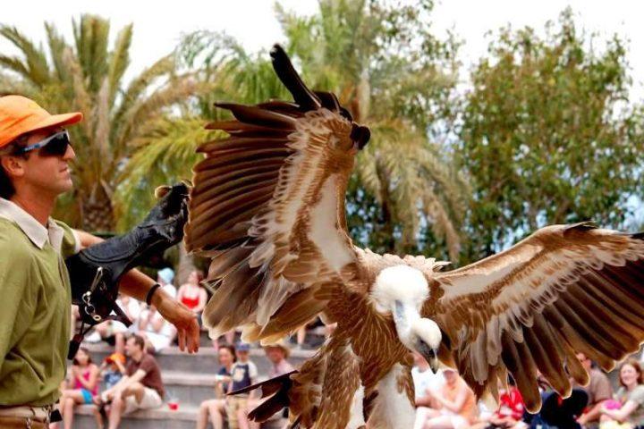 Jungle Park na jihu Tenerife - 11338  