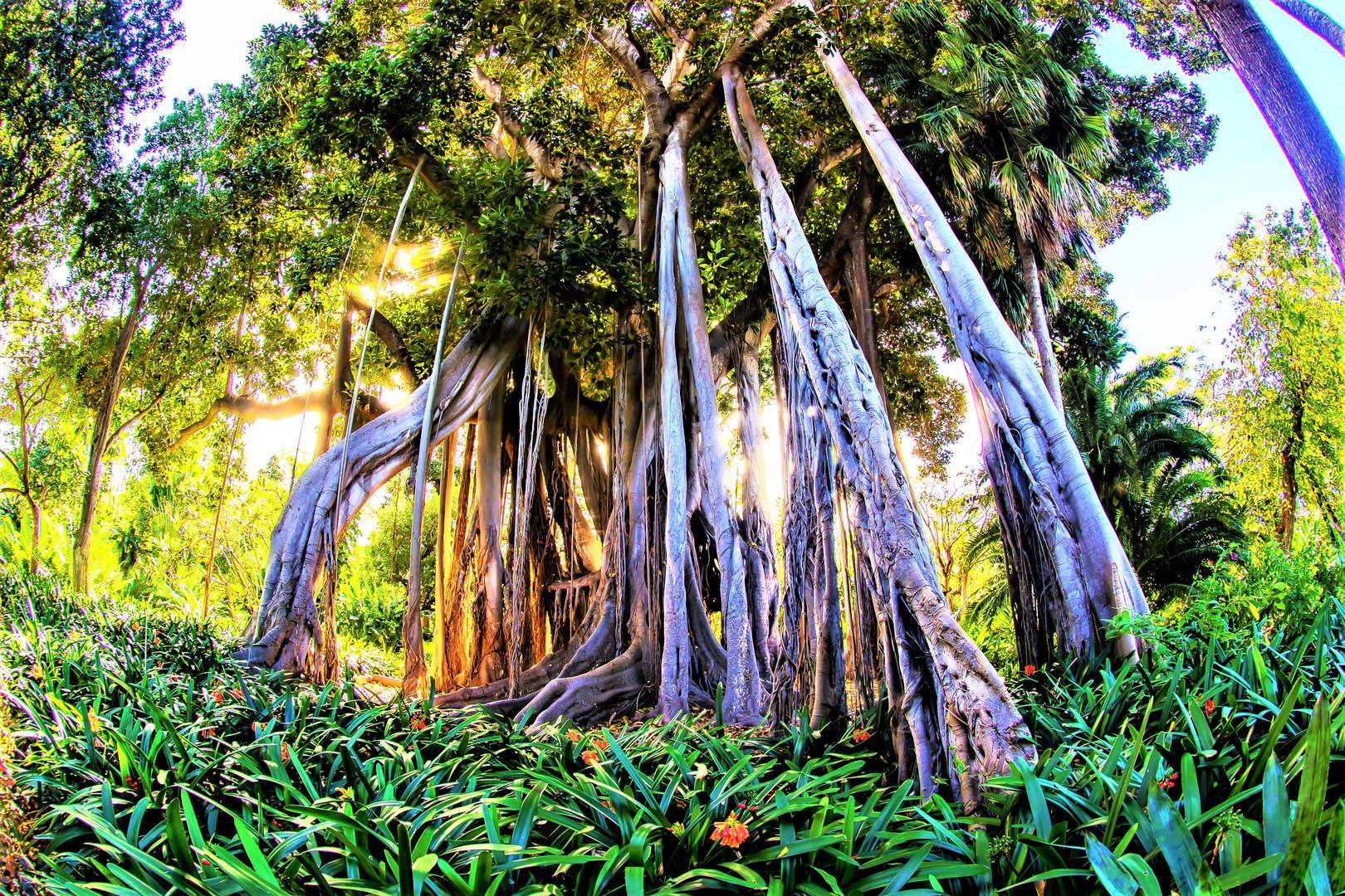 La Orotava - Tenerife - Jardin Botanico (5).min