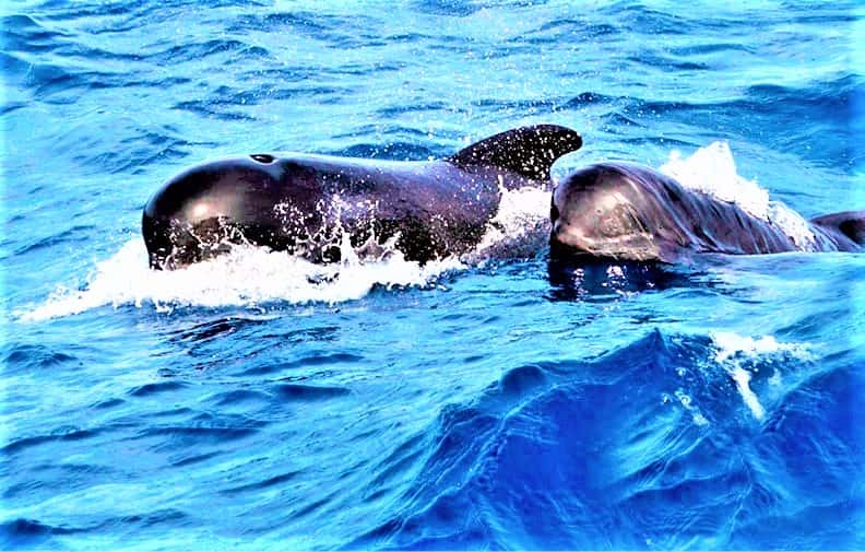 Neptuno Tenerife Boat Trip to Los Gigantes form North and South (13)