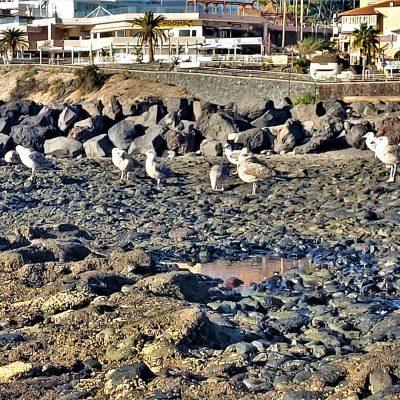 Playa Troya - Costa Adeje Beach (1)