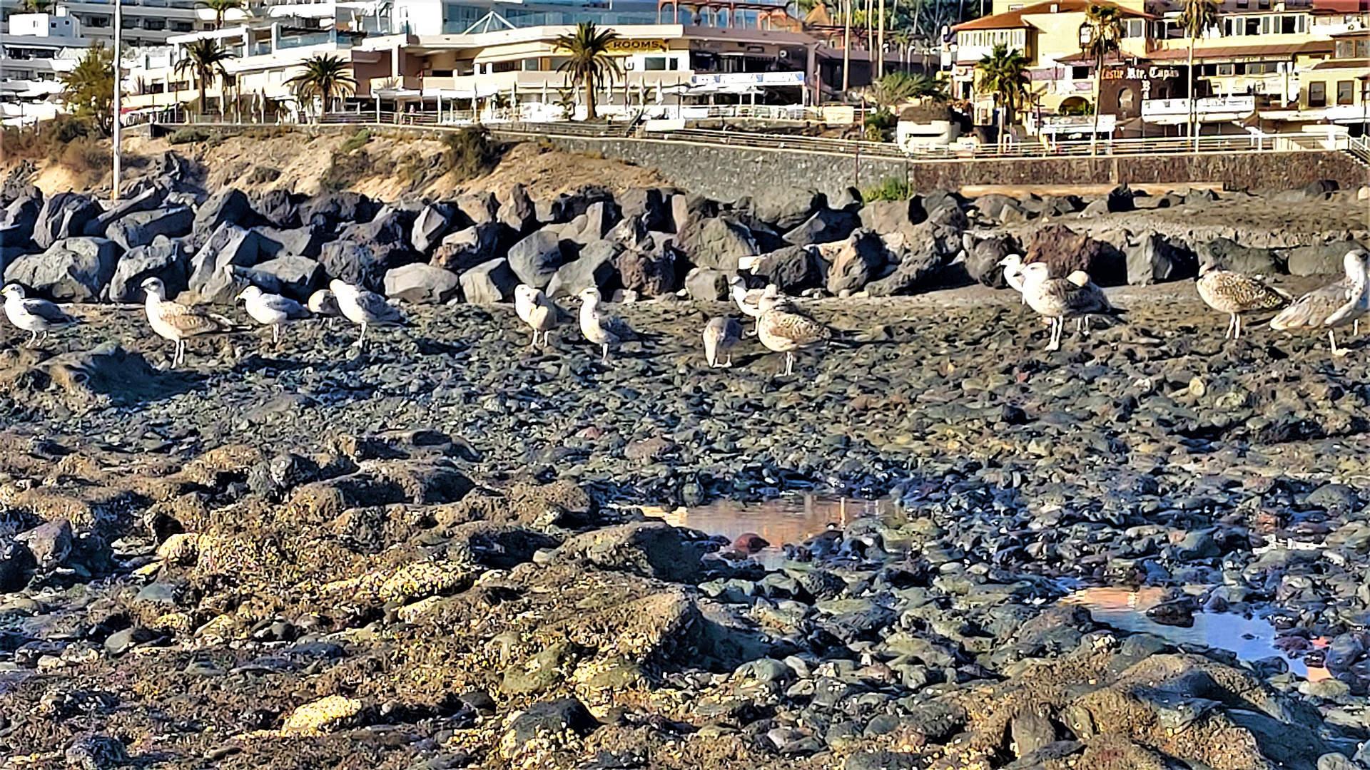 Playa Troya - Costa Adeje Beach (1)