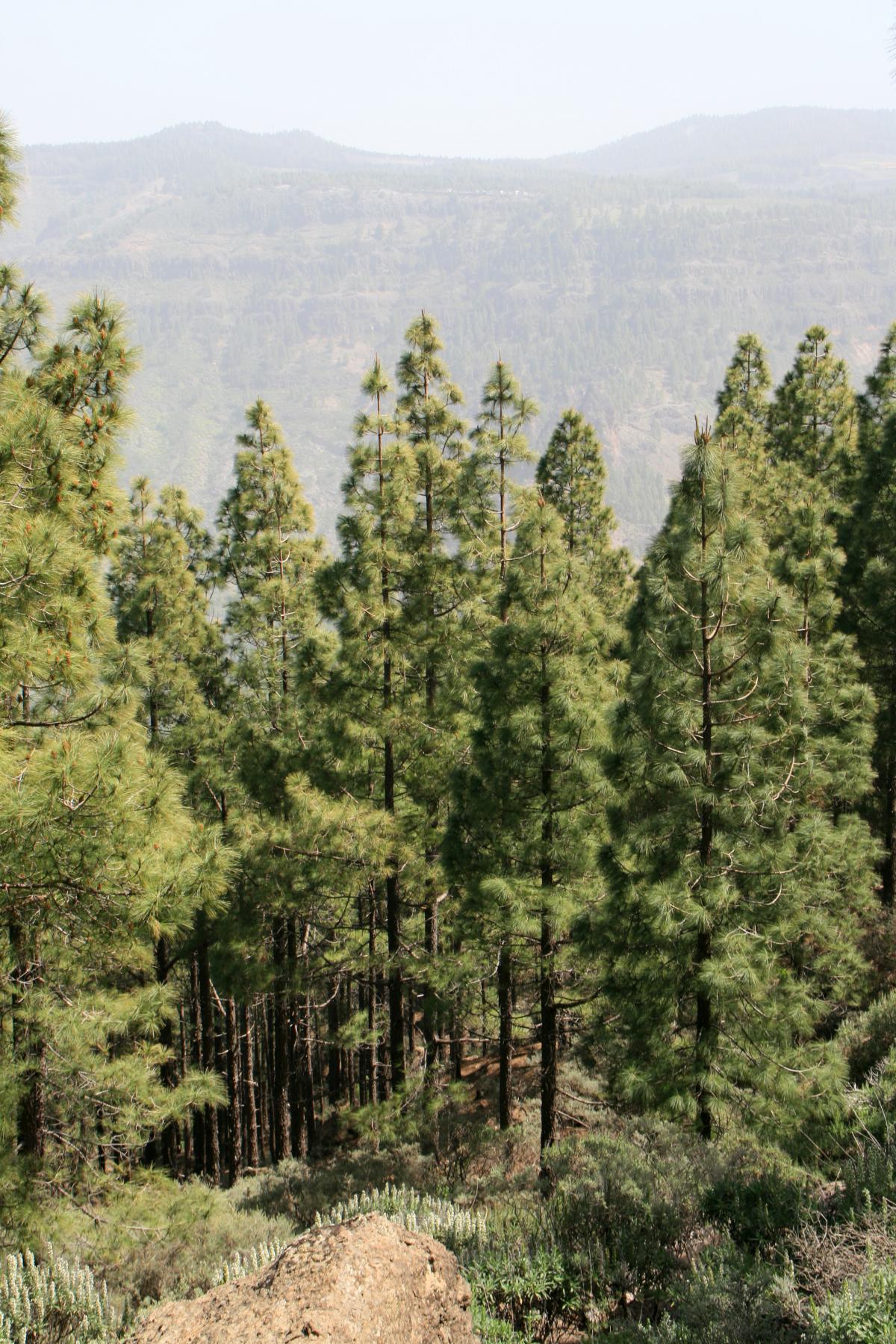 Roque nublo gran canaria