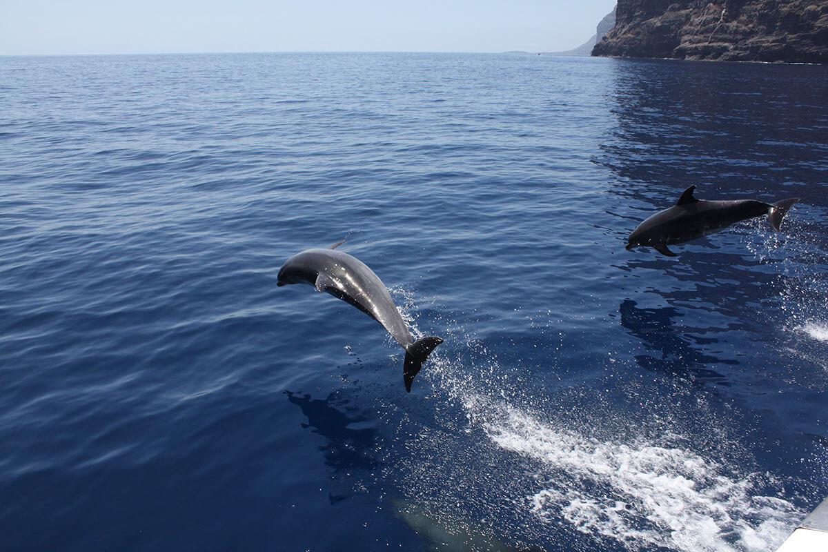 Royal Delfin Tenerife Catamaran Tour with Transport (7)