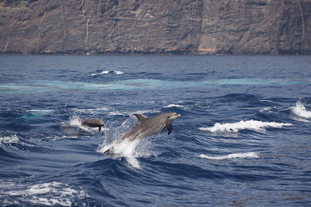 Royal Delfin Tenerife Catamaran Tour with Transport (7)