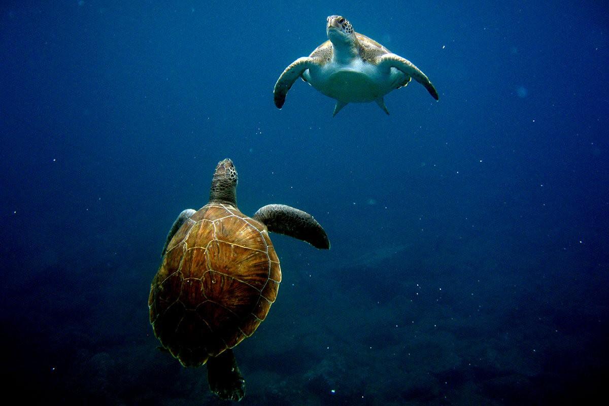 Royal Delfin Tenerife Catamaran Tour with Transport (7)