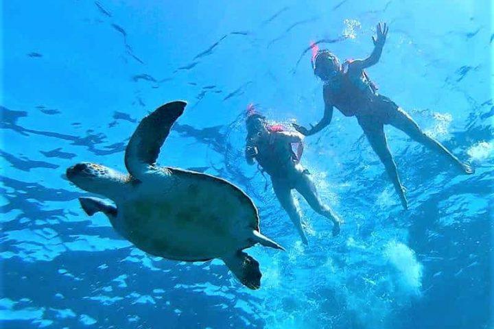 Safari Kayak Tour en Tenerife Sur - 11289  