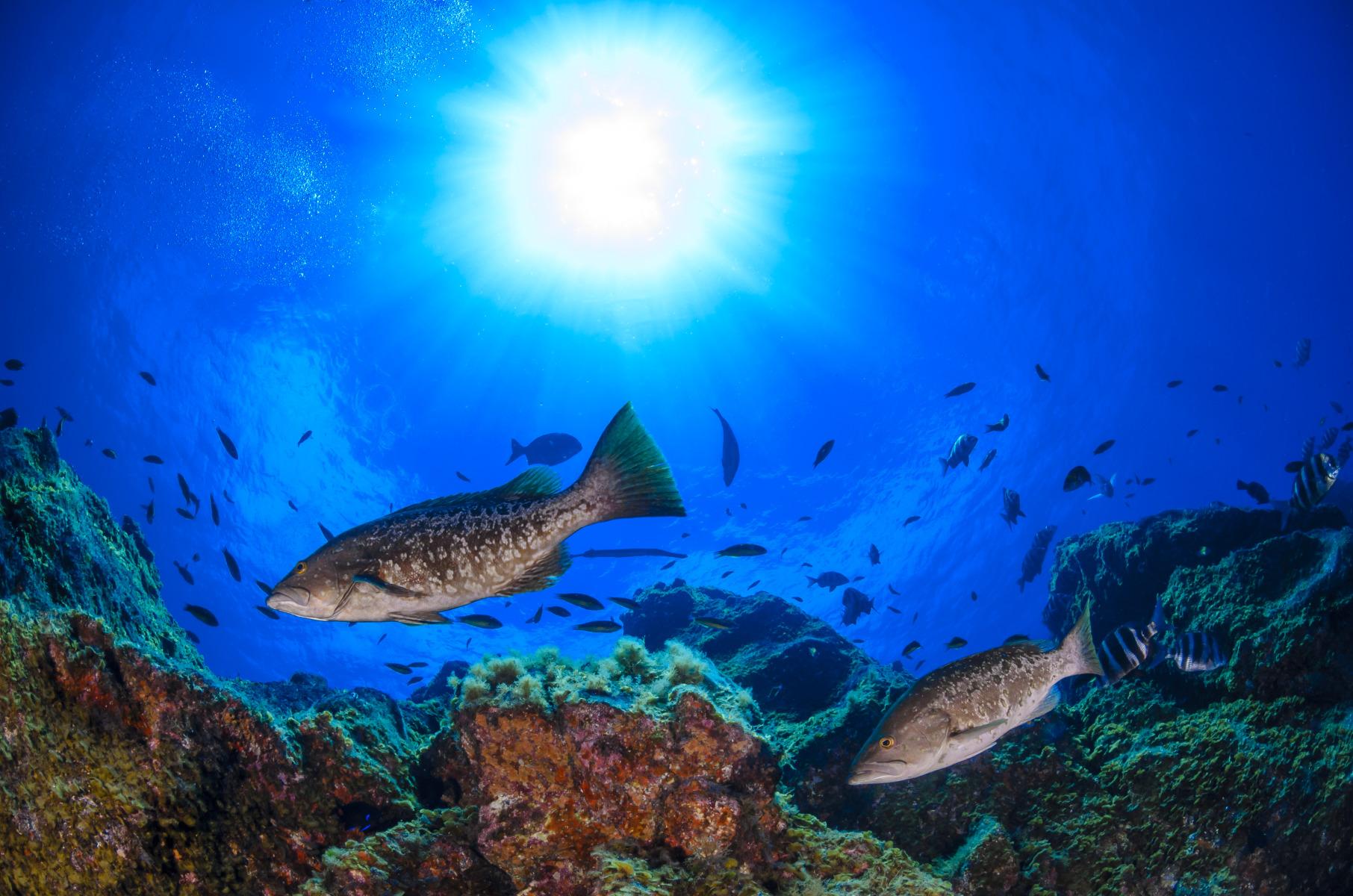 abades tenerife underwater