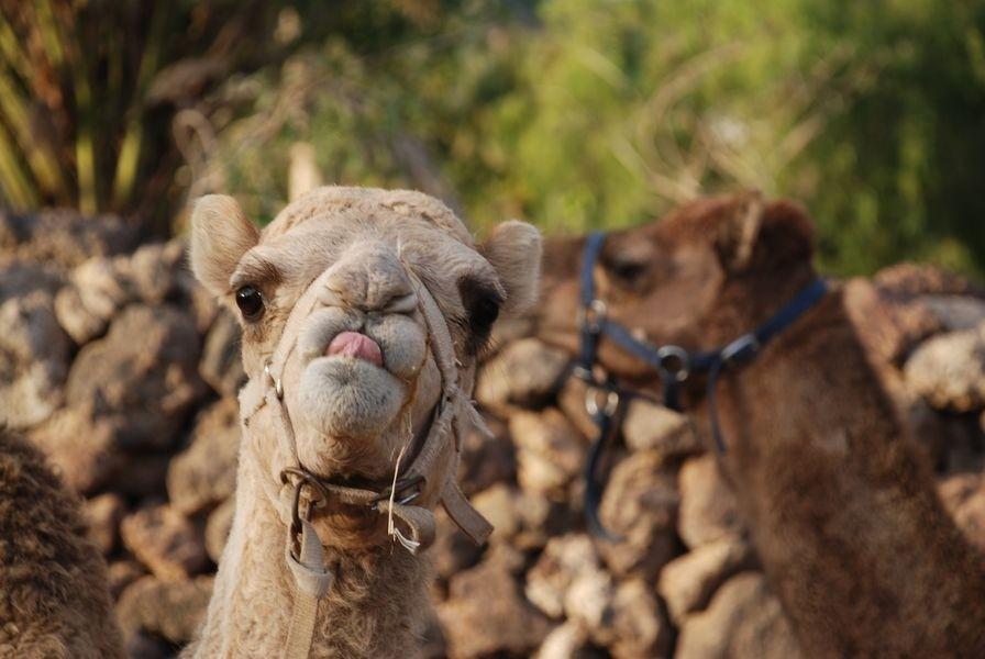 camel park in tenerife south