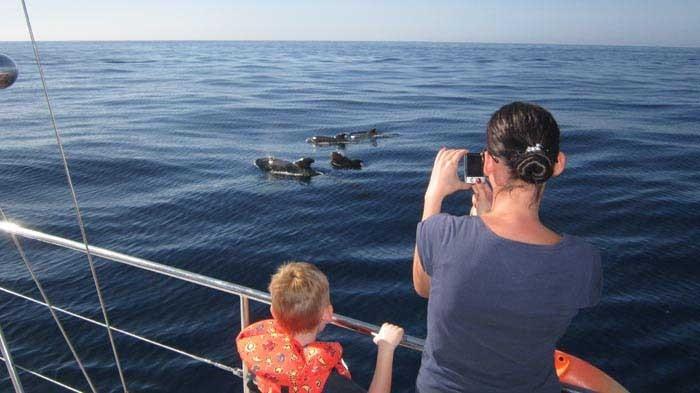 eden catamaran tour tenerife