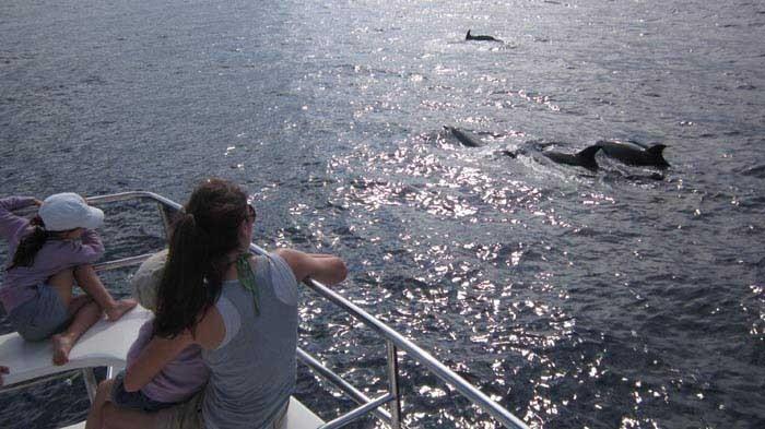 3h Whale Watching Tour in Tenerife with Eden Catamaran - 798  