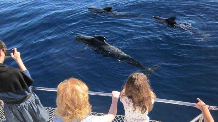 eden catamaran tour tenerife