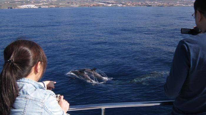 3h Whale Watching Tour in Tenerife with Eden Catamaran - 801  