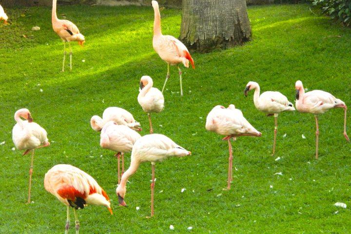 Descubre Loro Parque, el mejor zoo del mundo - 21422  