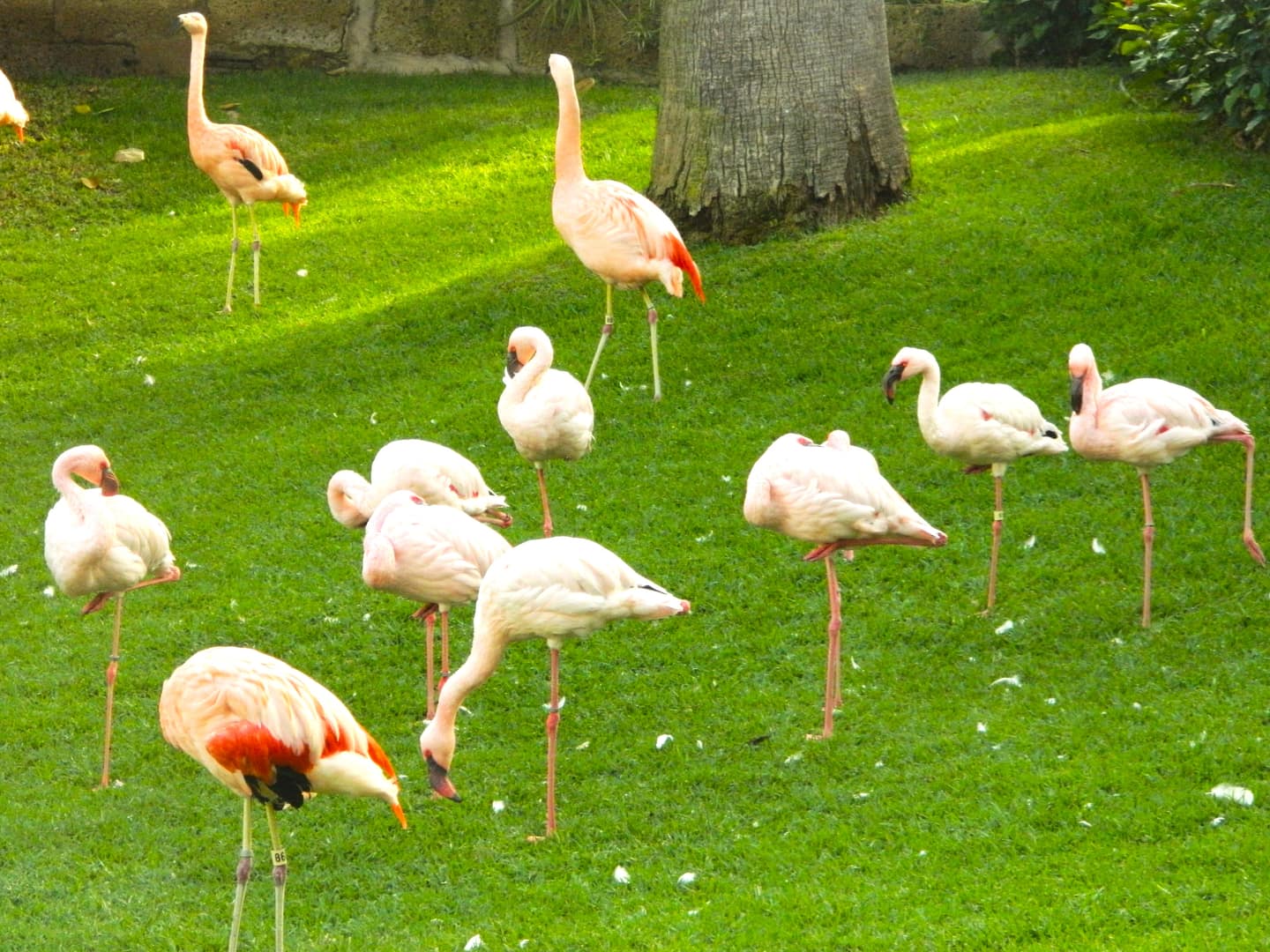 loro parque flamengo