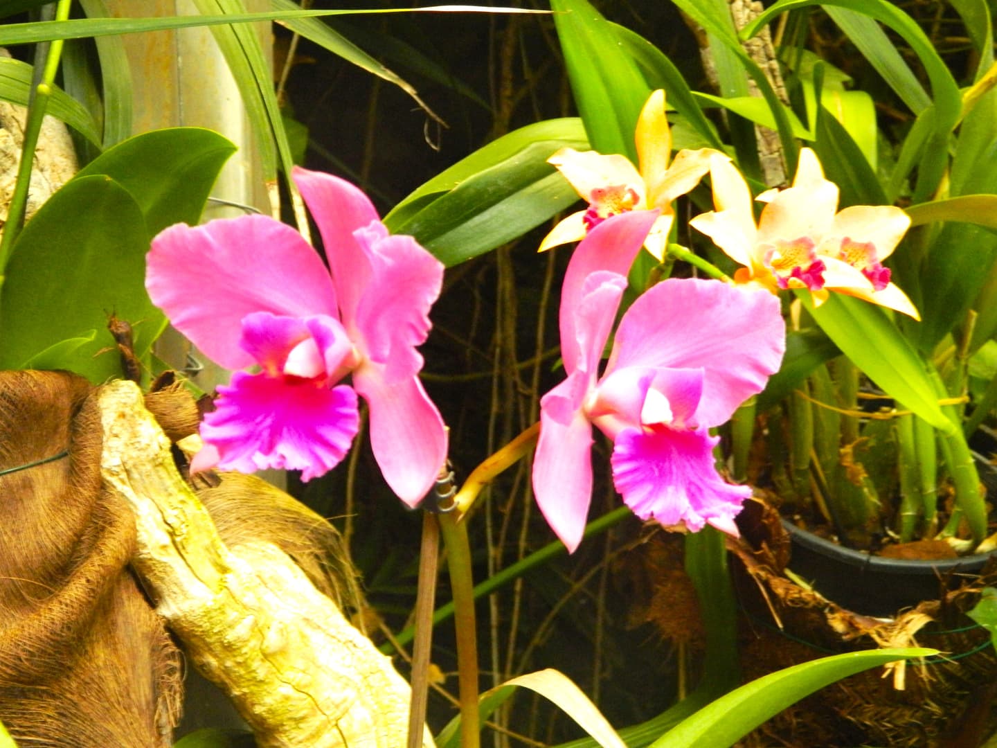 loro parque orquidea .min-min