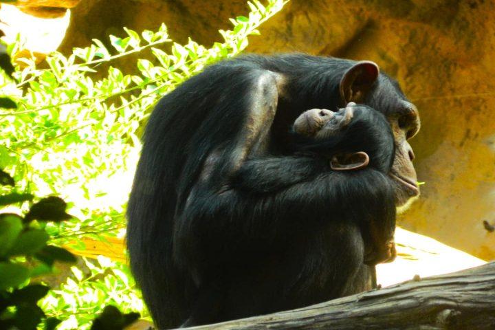 Descubre Loro Parque, el mejor zoo del mundo - 21420  