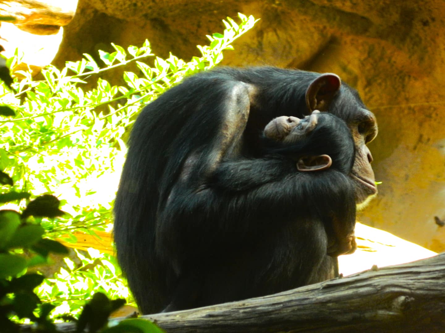 loro parque tenerife chimpance.min-min