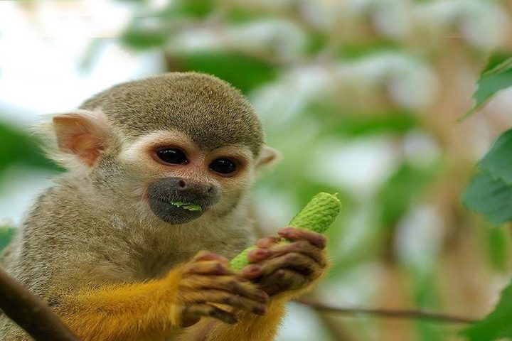 Monkey Park Tenerife South - 1134  