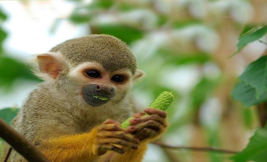 monkey park in Tenerife South