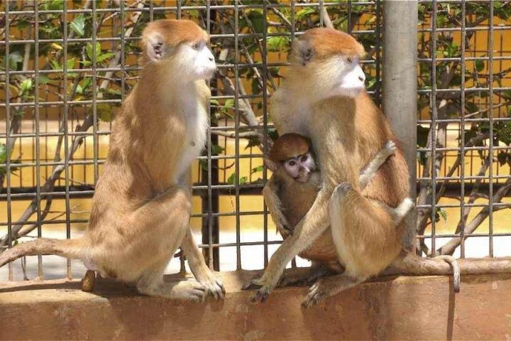 Monkey Park Tenerife South - 1130  