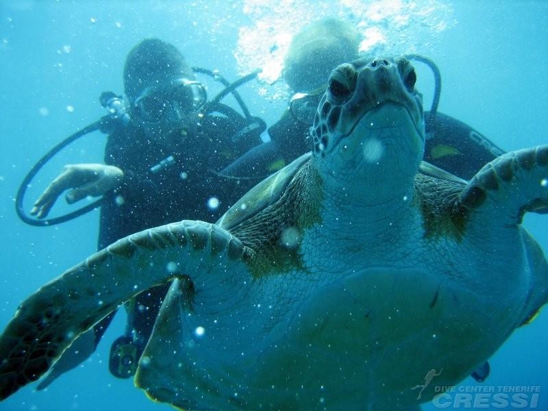 diving in tenerife south