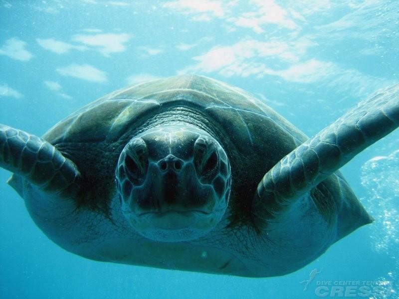 diving in tenerife south